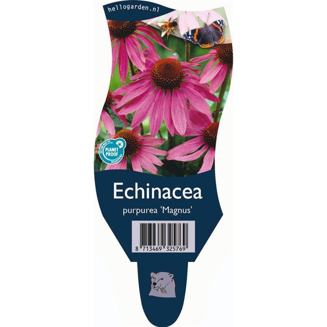 Röd solhatt – Echinacea purpurea 'Magnus' - P11